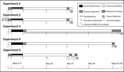 Sex differences in stress-induced social withdrawal: role of brain derived neurotrophic factor in the bed nucleus of the stria terminalis